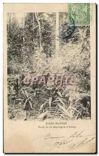Cartes postales Diego Suarez Foret De La Montagne d&#39Ambu Madagascar