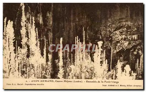 Cartes postales Aven Armand Causse Mejean Ensemble De La Foret Vilerge
