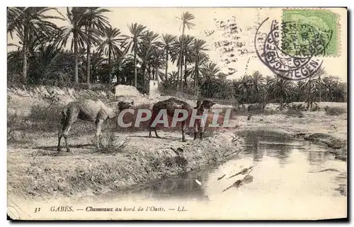 Cartes postales Gabes chaneaux au Bord de I&#39Oasis Tunisie