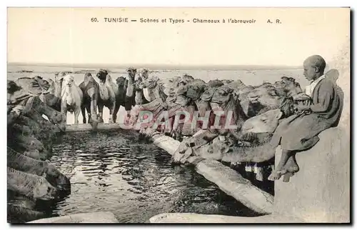 Cartes postales Tunisie Scenes et Types Chameaux a l&#39abreuvoir