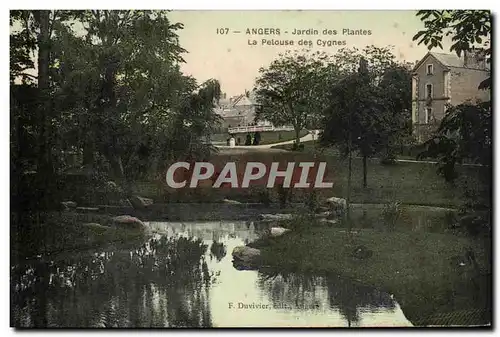 Ansichtskarte AK Angers Jardin Des Plantes La Pelouse Des Cygnes