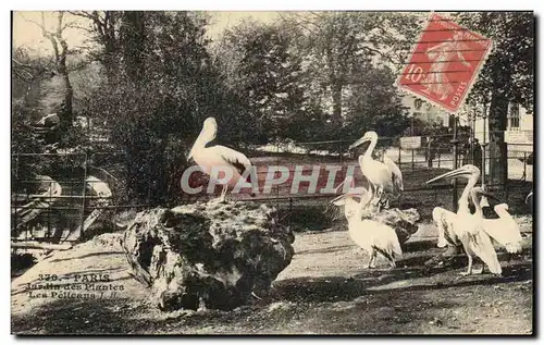 Cartes postales Paris Jardin Des Plantes Les Pelicans oiseaux