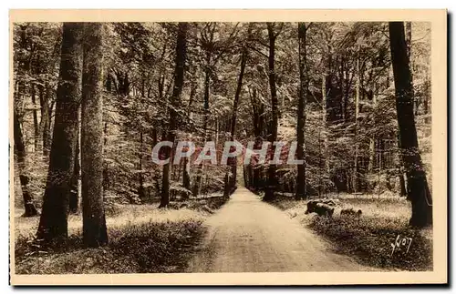 Cartes postales Fontainebleau La Foret Ronde de Fontainebleau a Barbizon