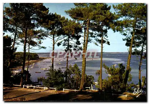 Cartes postales moderne Bassin d&#39Arcachon Le Bassin Vu a Travers Les Magnifiques Pins