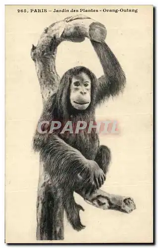 Cartes postales Paris Jardin Des Plantes Orang Outang