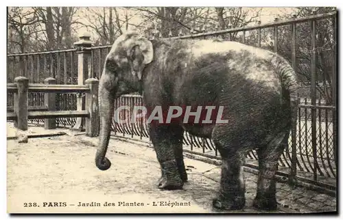 Cartes postales Paris Jardin Des Plantes L&#39Elephant