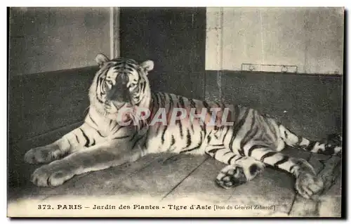 Cartes postales Paris Jardin Des Plantes Tigre D&#39Asie Don du general Zabaroll