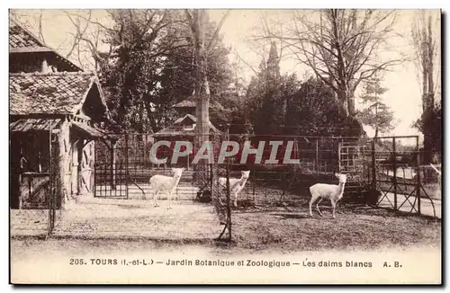 Cartes postales Tours Jardin Botanique et Zoologique Les Daims blancs Zoo