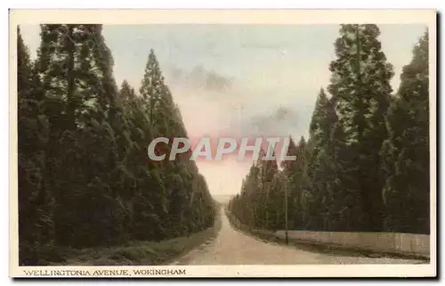 Cartes postales Wellingtonia Avenue Wokingham