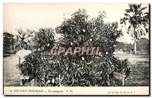 Cartes postales Soudan Francais Un manguier