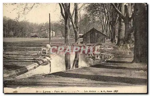 Cartes postales Lyon Parc de la Tete d&#39or Les daims