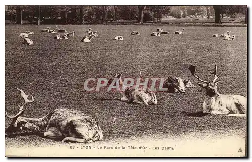 Cartes postales Lyon Parc de la Tete d&#39Or Les Daims