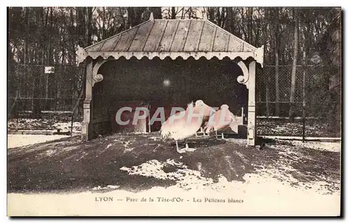 Cartes postales Lyon Parc de la Tete d&#39or Les Pelicans Blancs