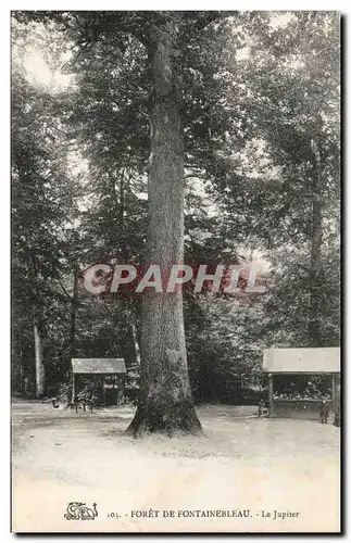 Ansichtskarte AK Foret De Fontainebleau Le Jupiter Arbre