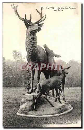 Ansichtskarte AK Nantes Jardin des Plantes Les Cerfs