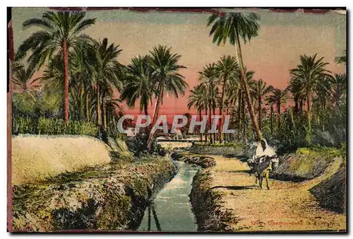 Cartes postales Chemin dans la palmeraie