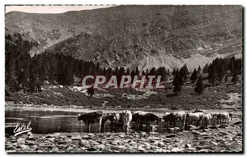 Ansichtskarte AK Le Canigou L&#39Etang avec le troupeau du pacage du canigou Le pic Barbet Vaches