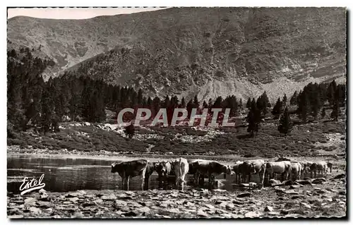 Cartes postales Le Canigou L&#39Etang avec le troupeau du pacage du canigou Le pic Barbet Vaches