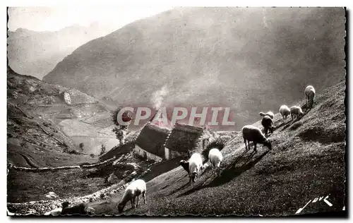 Ansichtskarte AK Terroir pyreneen Paturage en haute montagne Moutons