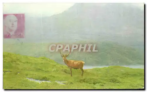 Ansichtskarte AK A Monarch of the Glen Biche