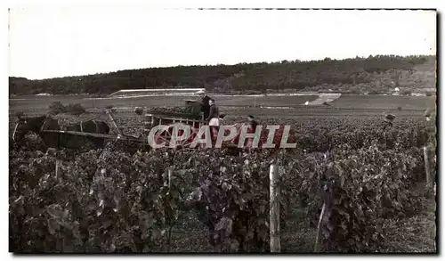 Cartes postales moderne Les Vendanges Vignes