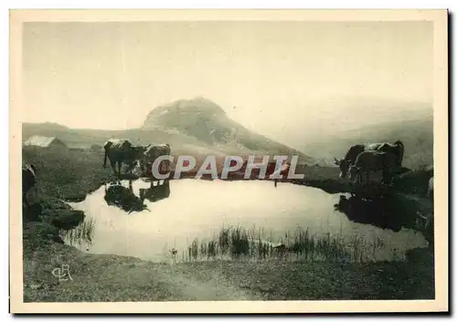 Cartes postales Hauts Plateaux Du Vivarais Vaches