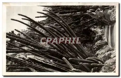 Cartes postales La Douce France Cote D'Azur Monaco Le Jardin Exotique