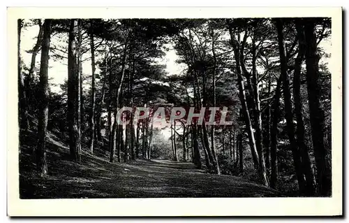 Cartes postales Limours La Route Aux Pins