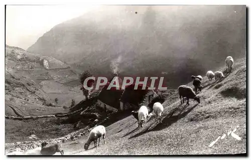 Cartes postales Pau Terroir Pyrennen Paturage en Haute Montagne Moutons