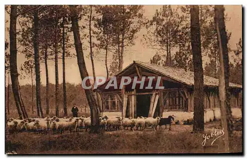 Cartes postales Dans les Landes de Gascogne Une Bergerie Moutons