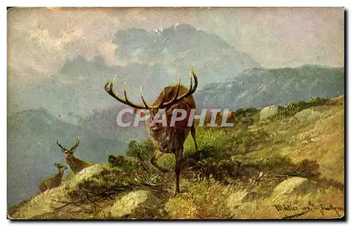 Cartes postales Cerf