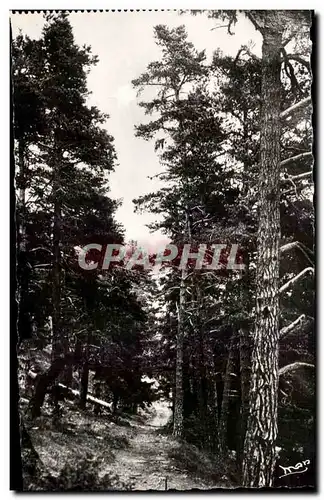 Cartes postales Foret De Turini