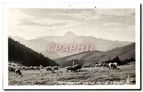 Ansichtskarte AK Paturages au sommet du col d Aspin Moutons