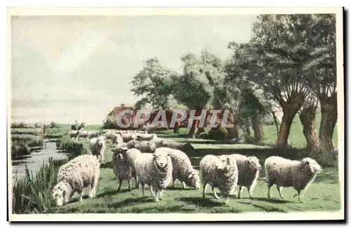 Cartes postales Moutons
