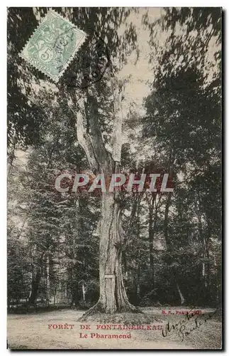 Cartes postales Foret de Fontainebleau Le pharamond Arbre