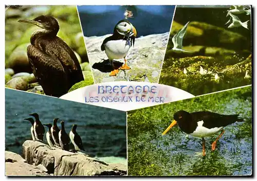 Moderne Karte Bretagne Les Oiseaux De Mer Cormoran Macareux Moine Vol de sternes Guillemots