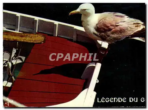 Cartes postales moderne Bretagne Legende Du Goeland oiseau