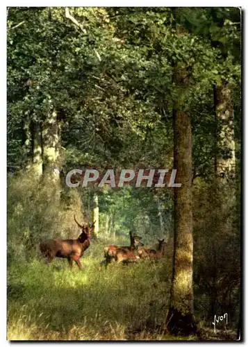 Cartes postales moderne Dans les forets de France Barbier Petit Cerf et biches Chasse