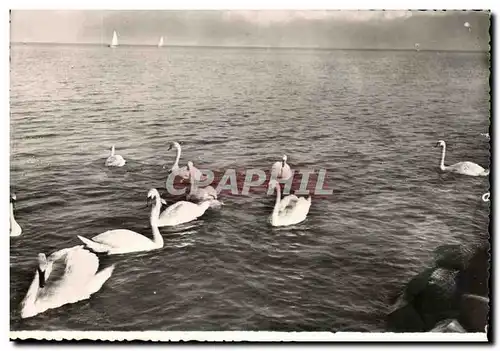 Cartes postales moderne Cygnes et Vollie s sur le Lac Leman