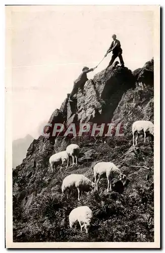 Cartes postales moderne Hautes Pyrenees une Escalade en Montagne Moutons