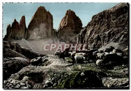 Cartes postales moderne Dolomiti Tre Cime dt Lavaredo Berger et moutons