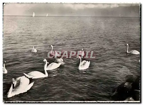 Moderne Karte Cygnes Et voiliers Sur Le Lac Leman Suisse