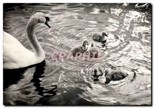 Cartes postales moderne Cygnes Sur Le Leman