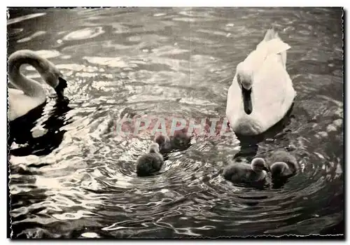 Cartes postales moderne Cygnes Sur Le Leman