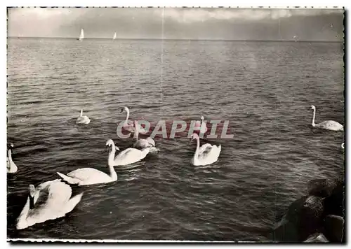 Cartes postales moderne Cygnes Et Voillers Sur Le Lac Leman