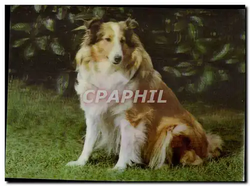 Carte hologramme Chien Shetland Sheep Dog