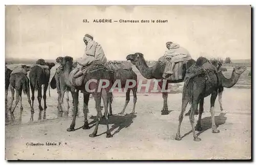 Ansichtskarte AK Algerie Chameaux Dans Le Desert