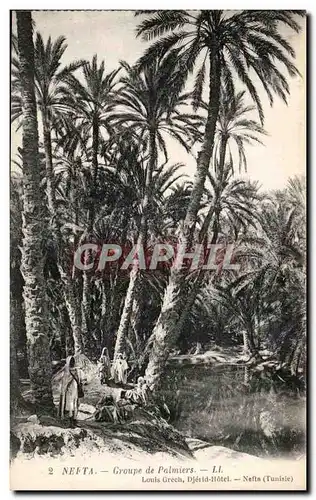 Cartes postales Nefta Groupe de palmiers Tunisie