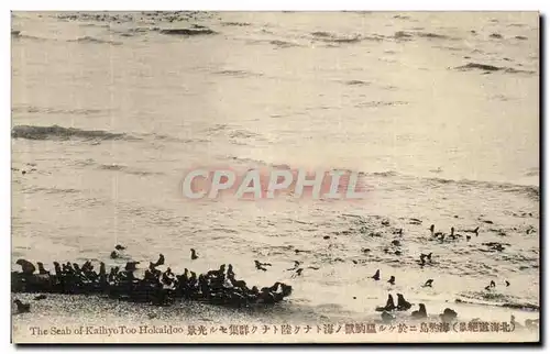 Cartes postales The Seab of Too Hakaidoo Japon Otaries
