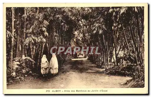 Cartes postales Alger Allee des Bambous au Jardin d Essai